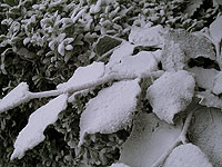 ATMOSPHERIC/ &nbsp;SNOW. View Special Effect Details >>