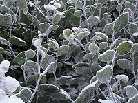 ATMOSPHERIC/ &nbsp;FROST. View Special Effect Details >>