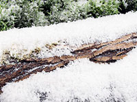 Display Snow