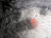 Frost Spray