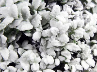 Ice Wax White