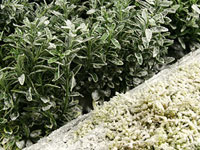 Powder Frost: