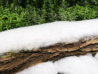 Snow Blanket