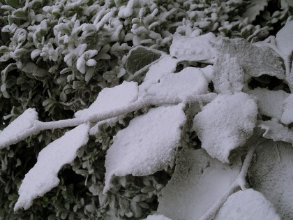Frost