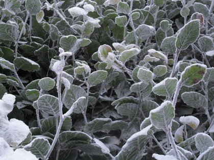 Frost