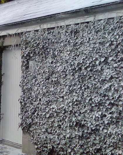 Frost